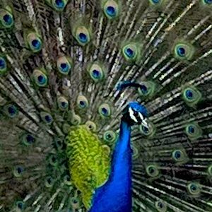 Meet your Posher, Rebekah